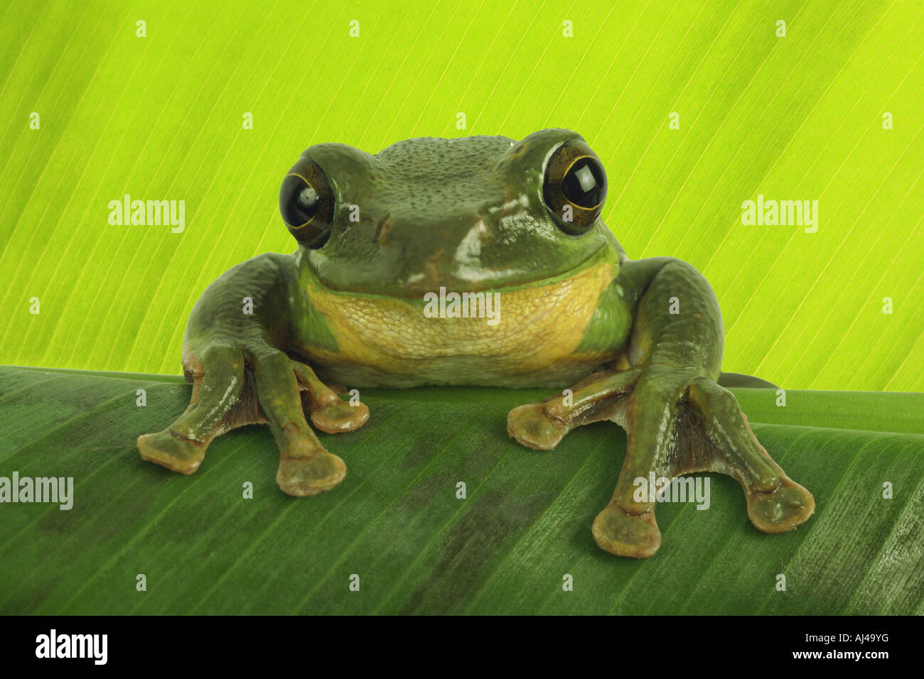 Blanford s rana di mantecazione asian scorrevolezza raganella asian scorrevolezza treefrog Rhacophorus dennysi Foto Stock