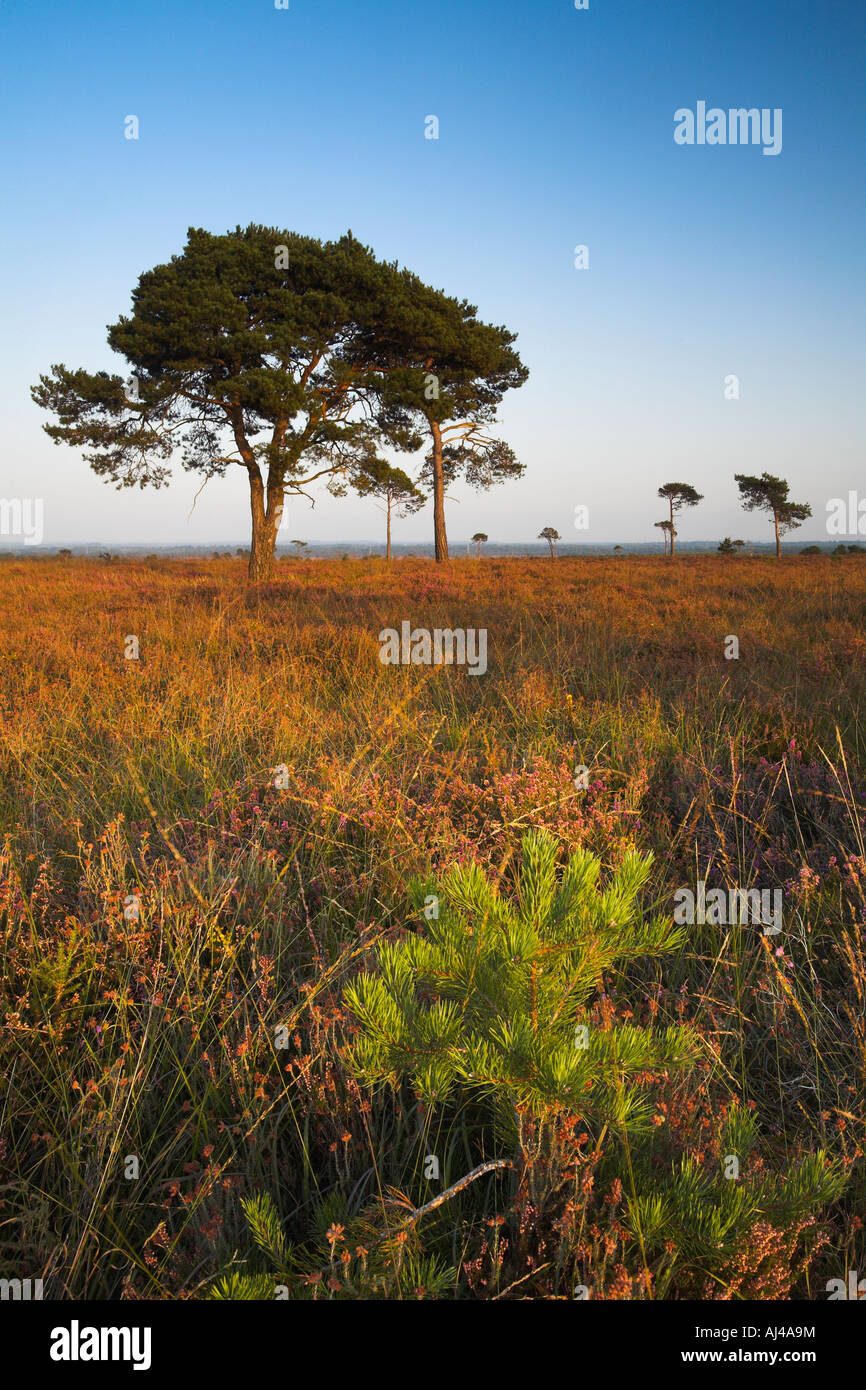 Pini sparsi tra la brughiera a Holt Heath, Dorset Foto Stock