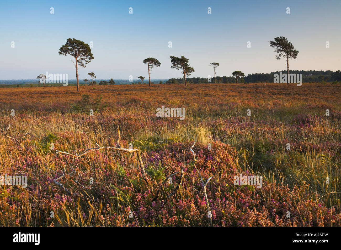 Pini sparsi tra la brughiera a Holt Heath, Dorset Foto Stock