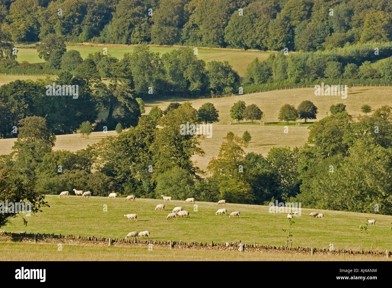 Cotswold terreni di pascolo di ovini, Gloucestershire, England Regno Unito Foto Stock