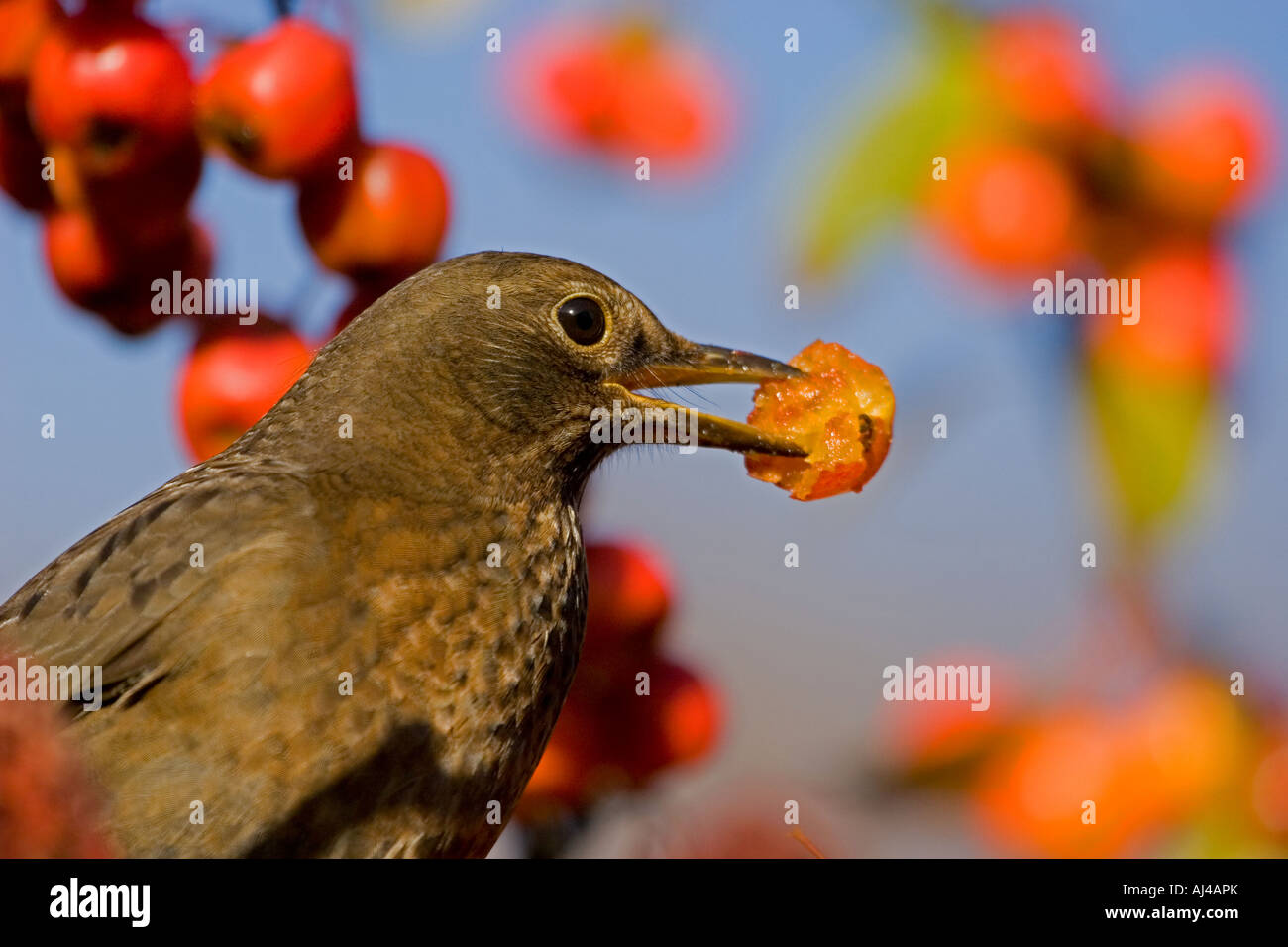 Femmina nera Bird su Crab Apple tree, England, Regno Unito Foto Stock