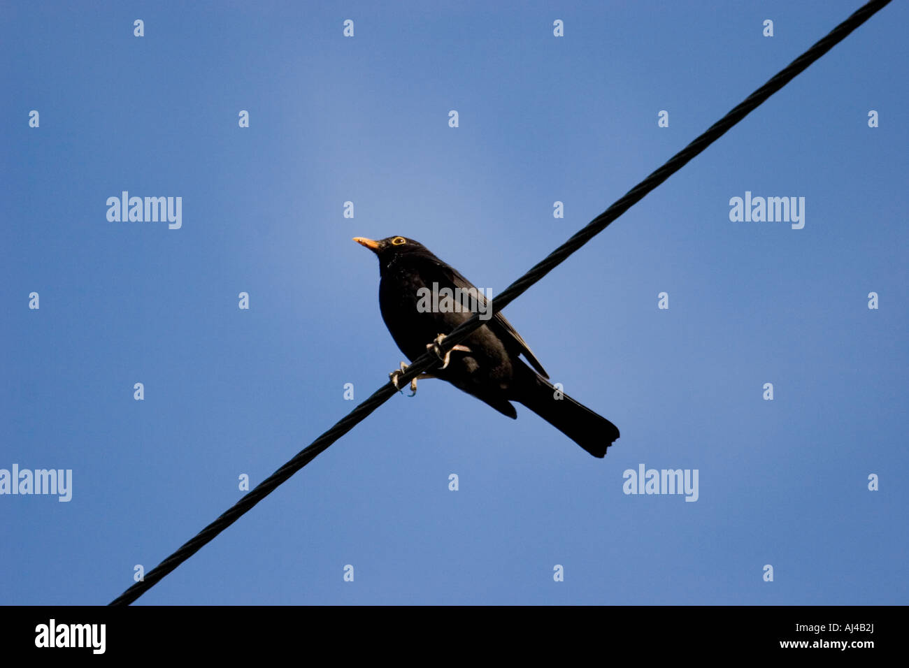 Black Bird sul filo telefonico, England, Regno Unito Foto Stock