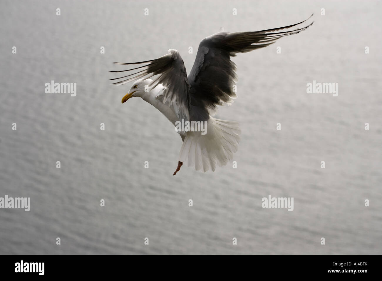 Gabbiano in volo in un drammatico pongono sull Oceano Atlantico Foto Stock