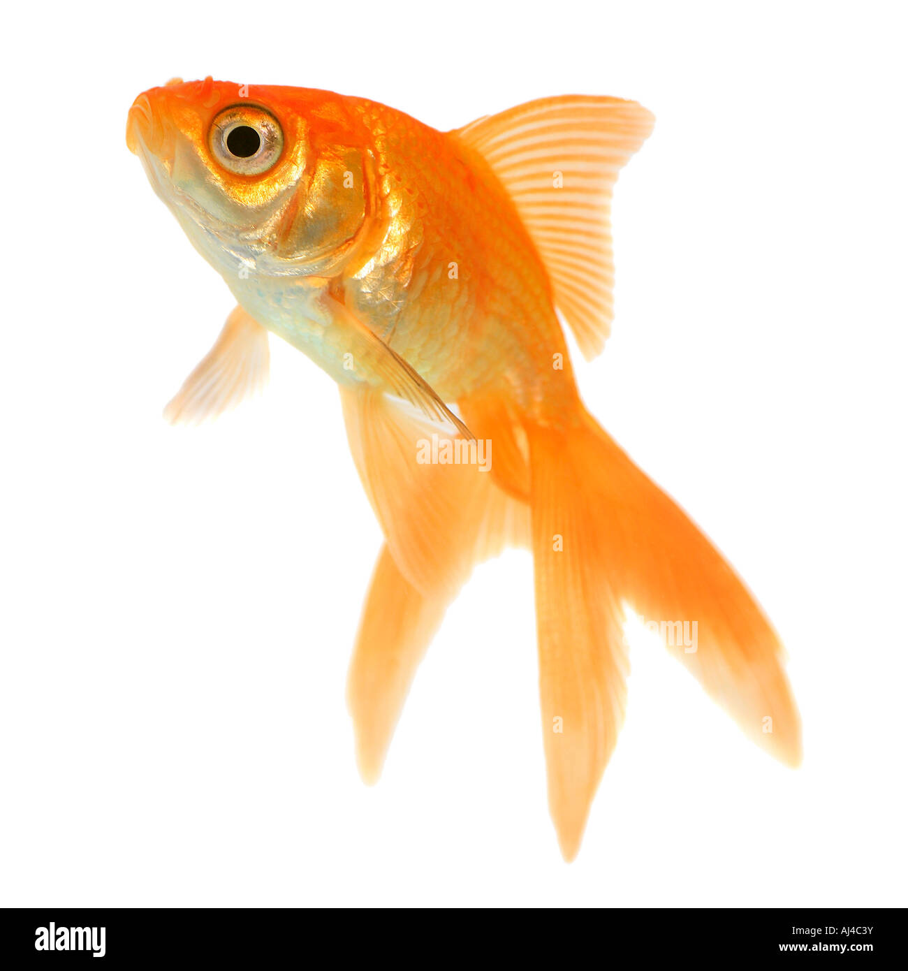 Goldfish carpa comune fiocco comet a coda di rondine Carassius auratus Foto Stock