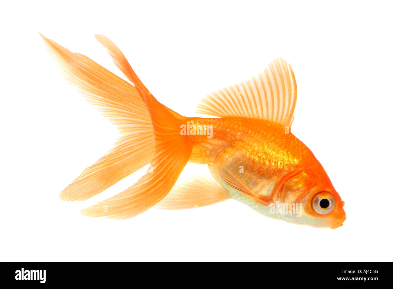 Goldfish carpa comune fiocco comet a coda di rondine Carassius auratus Foto Stock