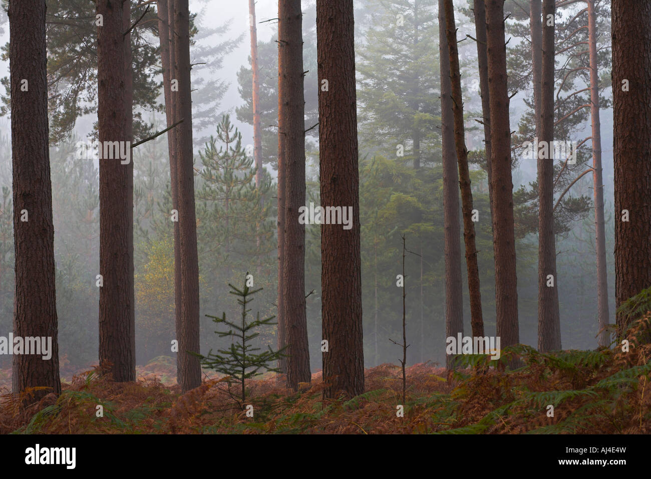 New Forest National Park in legno di pino inclosure in una nebbiosa mattina di autunno Foto Stock