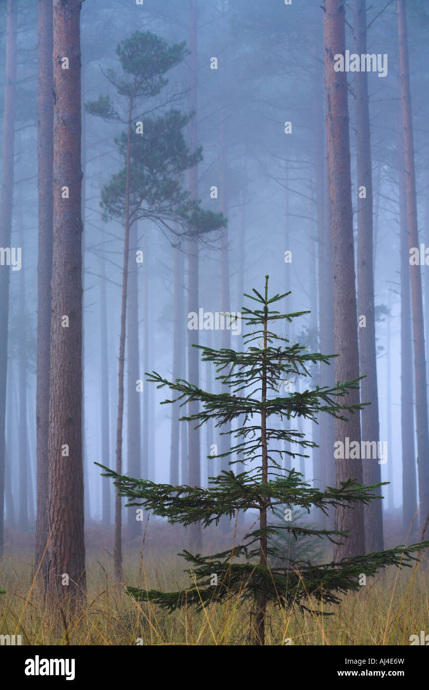 Nebbia pesante in un bosco di pini, New Forest National Park Foto Stock