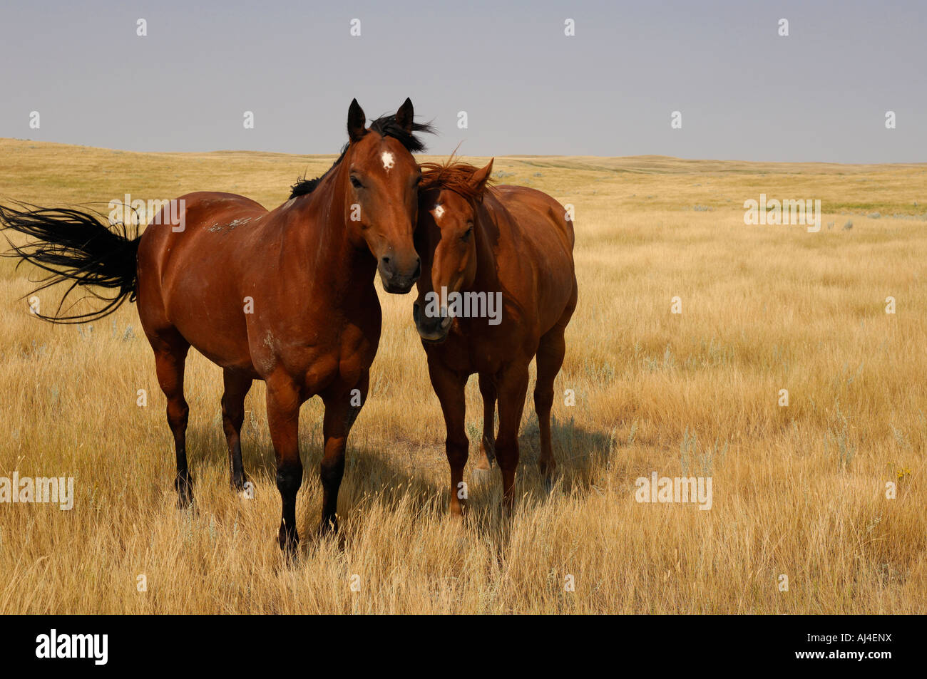 Due cavalli sulle praterie di aprire praterie Southern Saskatchewan Canada Foto Stock