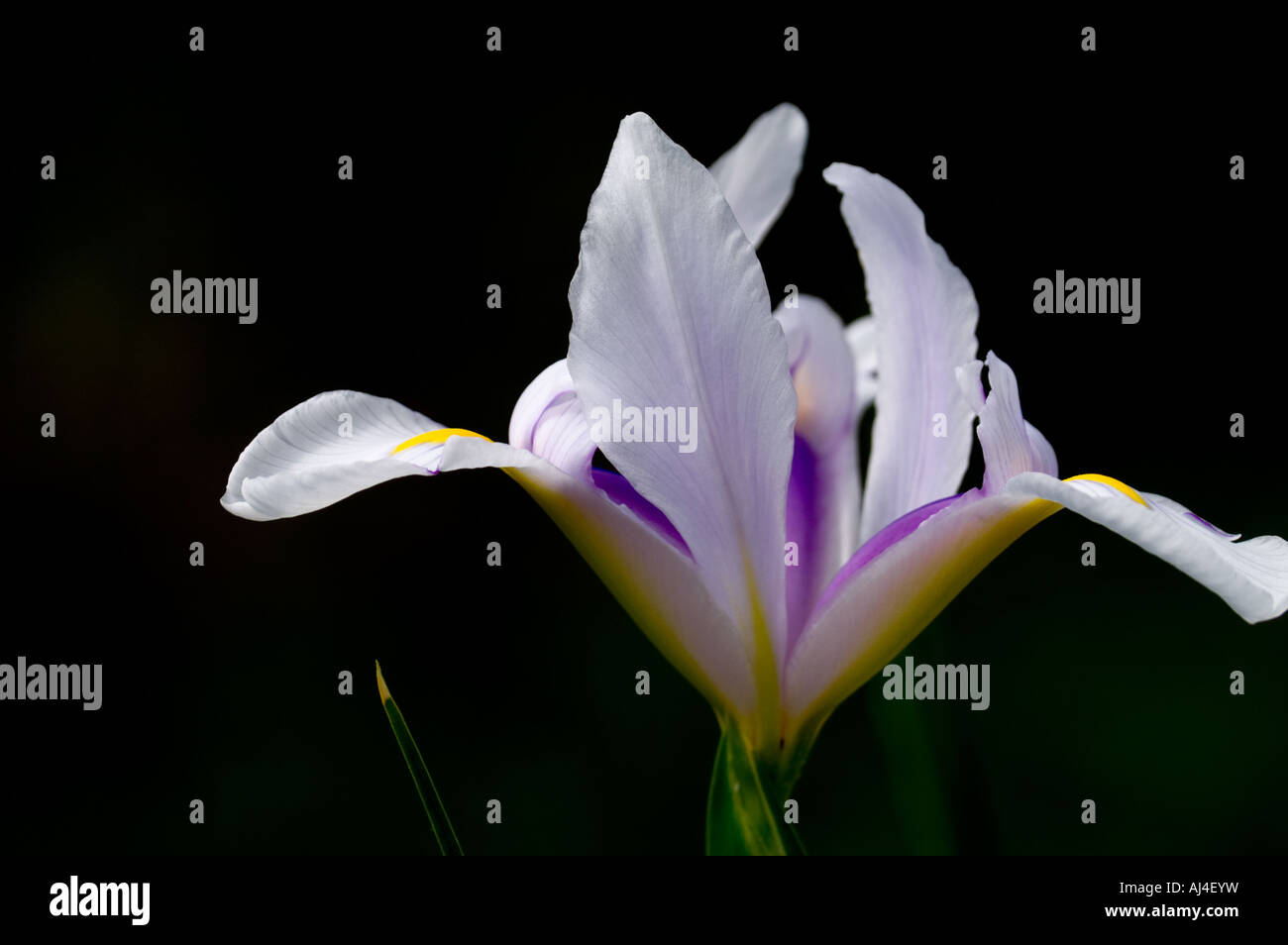 Olandese iris flower " Carmen " Foto Stock