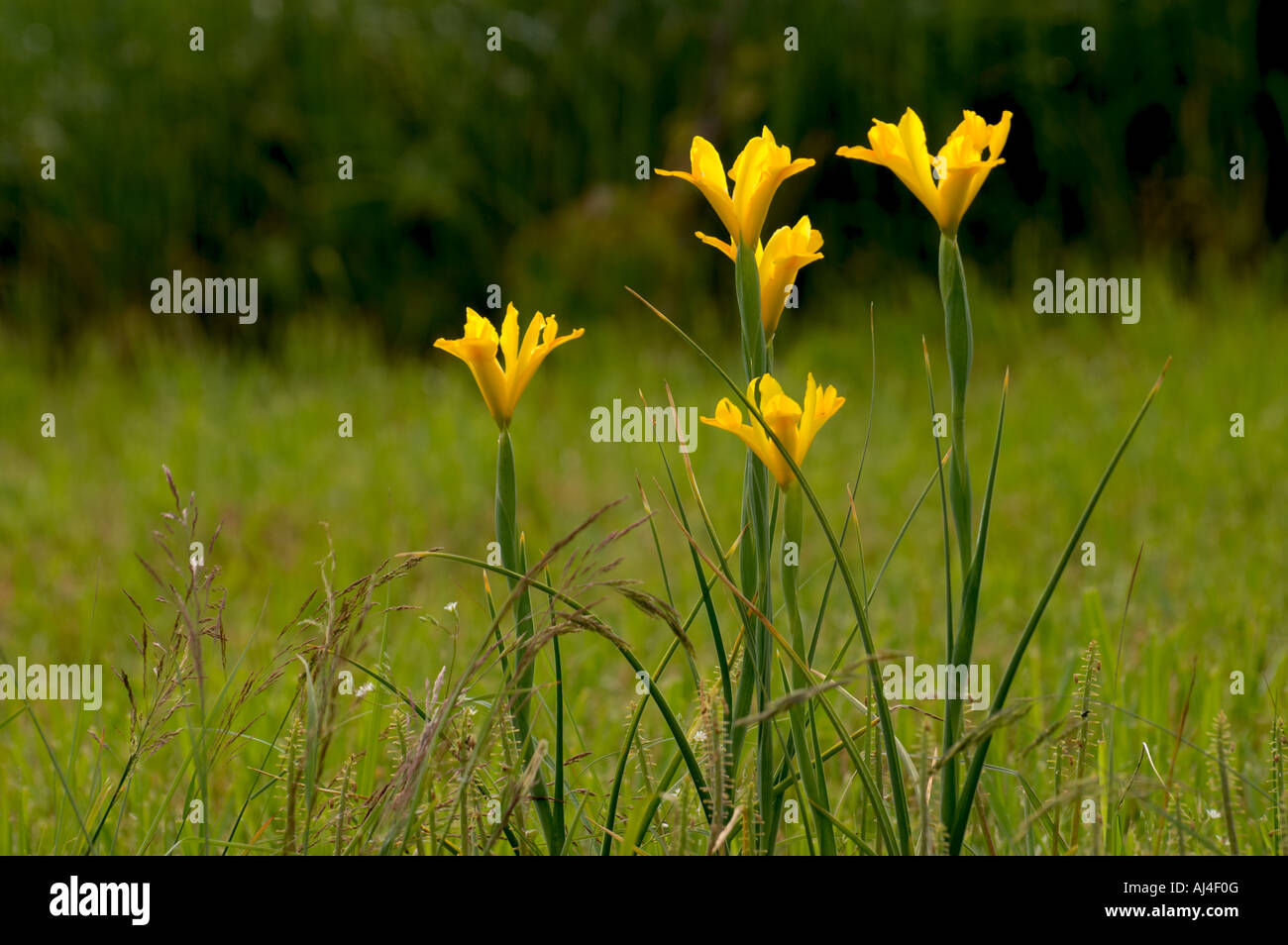 Olandese iris fiore 'Royal' giallo Foto Stock