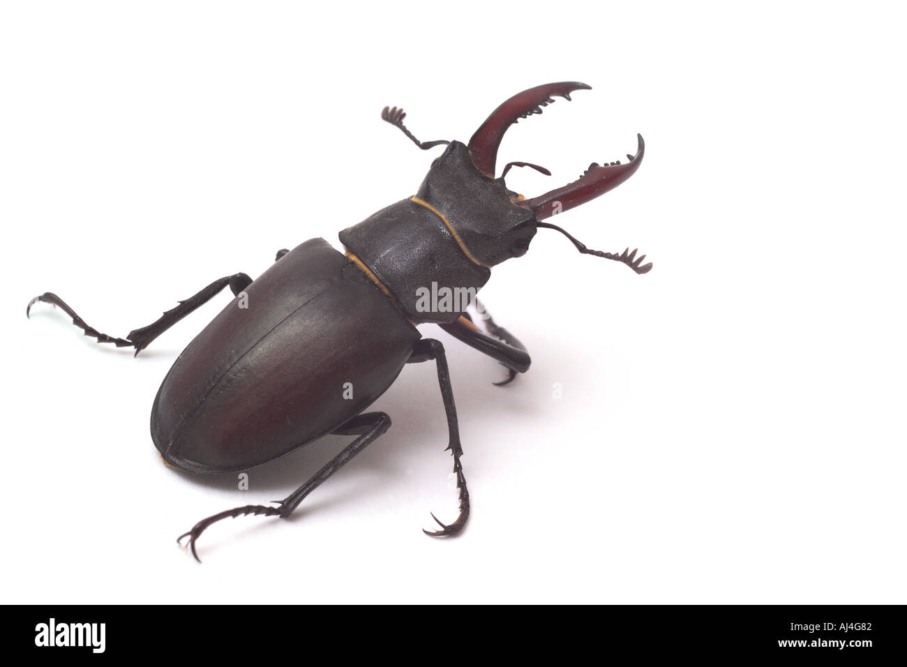 Il cervo maschio beetle lucanus cervus Foto Stock