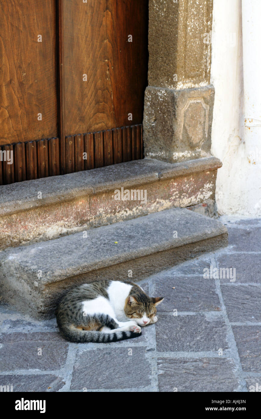 Gatto addormentato nel portale nella città di Lipari nelle Isole Eolie Sicilia Italia Foto Stock