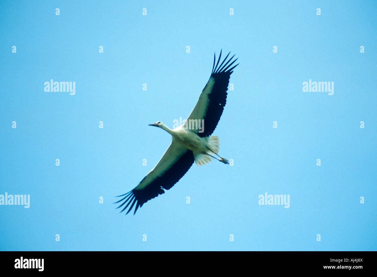 Flying stork (Ciconia ciconia) Foto Stock