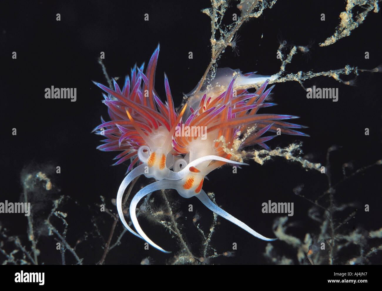 L'accoppiamento nudibranchi, Cratena peregrina, Bodrum Turchia. Foto Stock