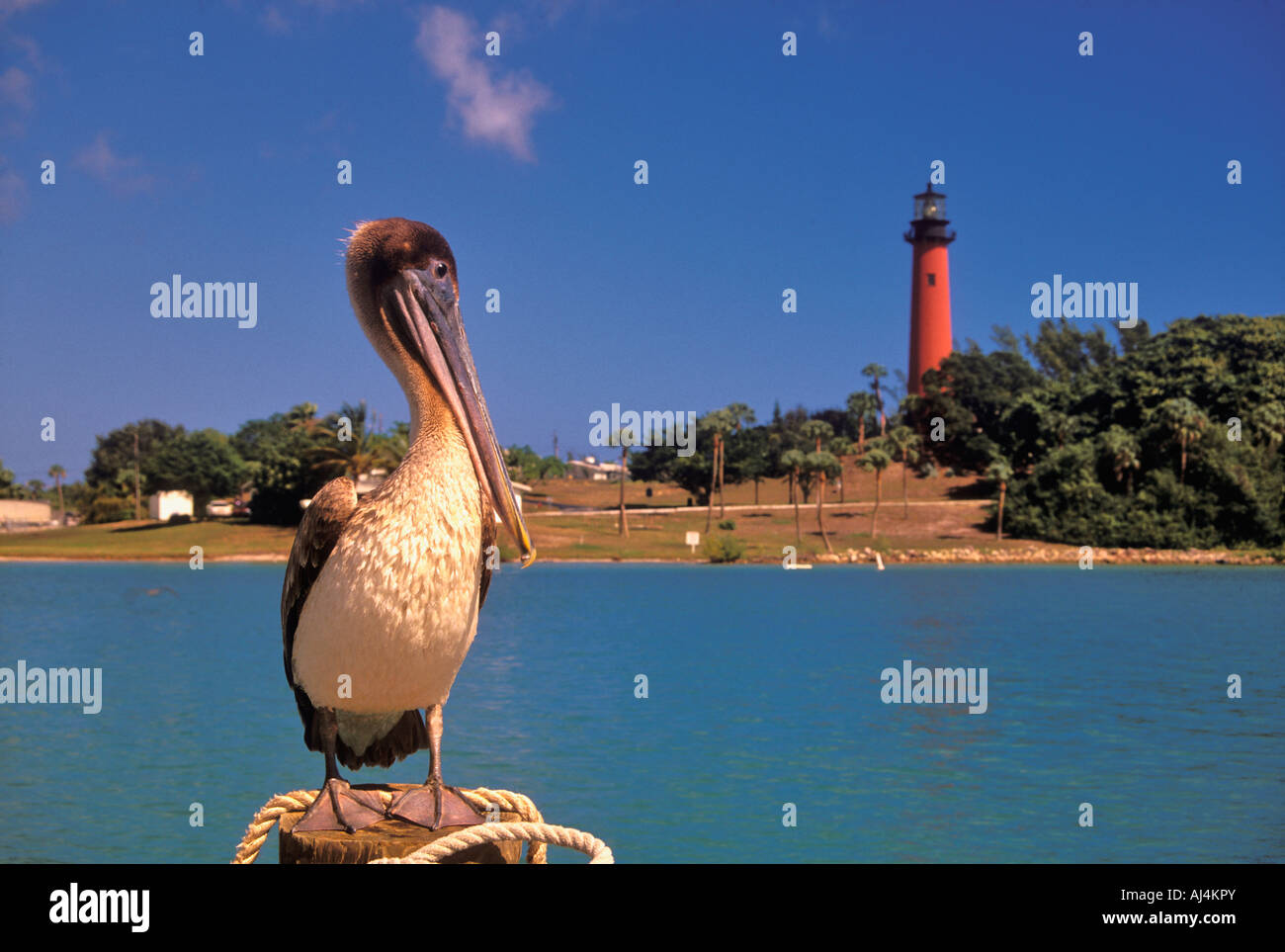 I capretti Brown Pelican permanente sulla Dock Post con Giove faro di ingresso in background Jupiter Florida Foto Stock