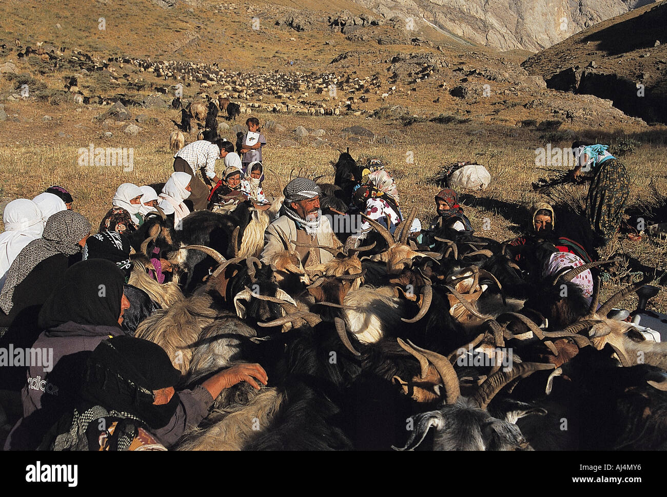 Donne curde mandrie di mungitura in Cilo montagne, Hakkari Turchia. Foto Stock