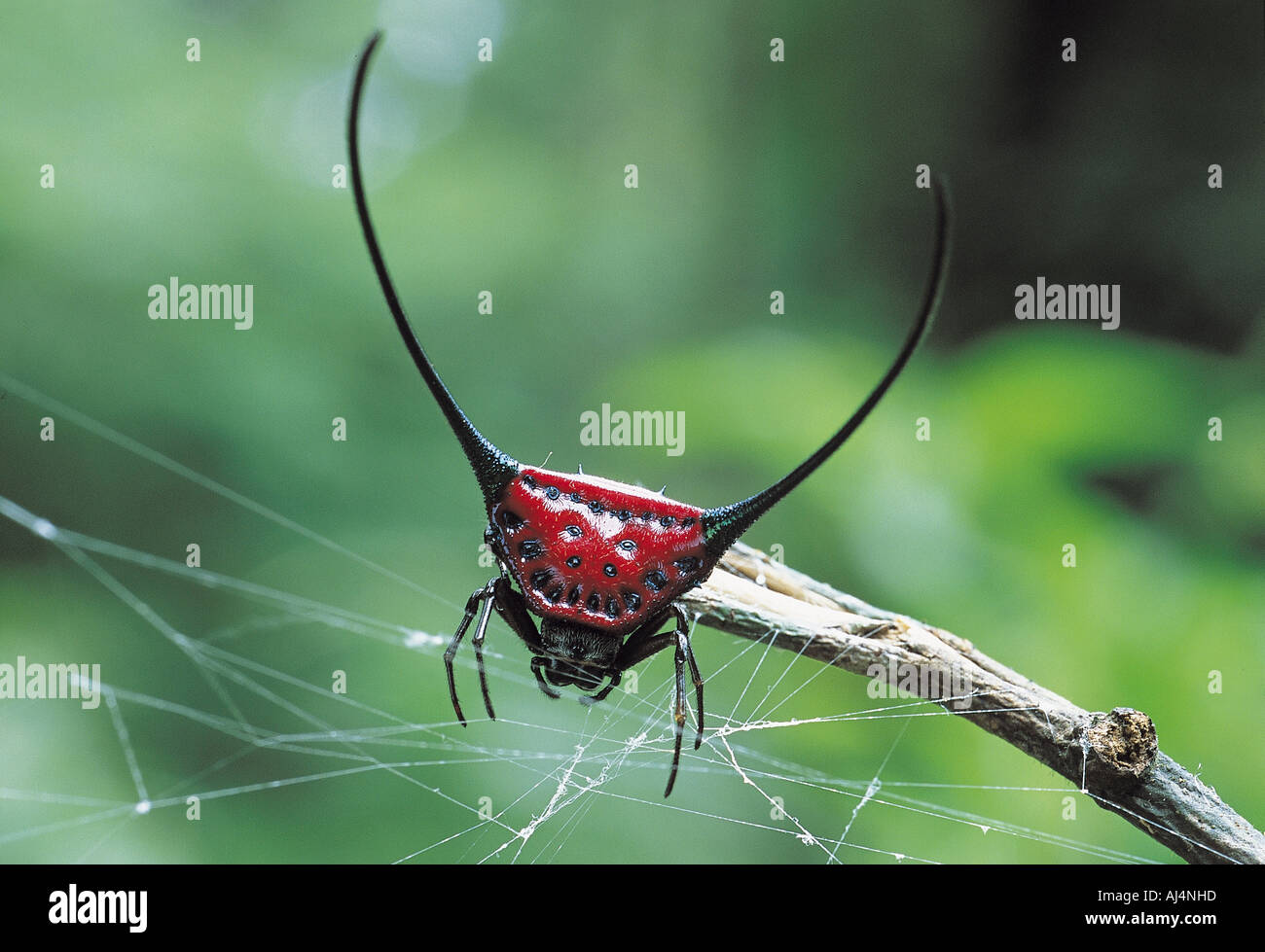 Spider, Gasteracantha sp., tessitura web nella foresta pluviale, Himalayans orientale, India. Foto Stock