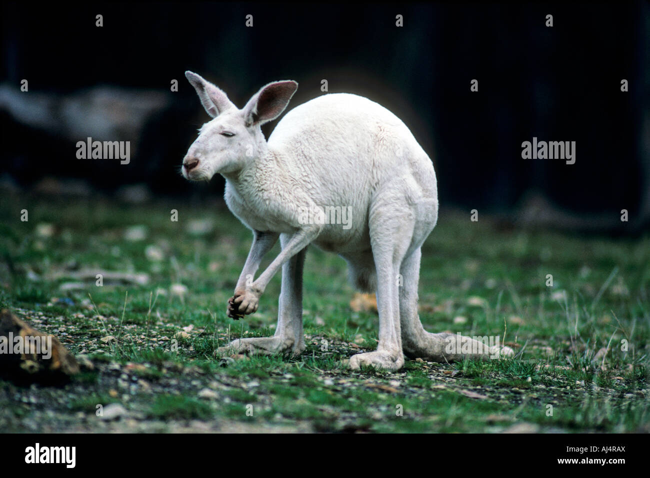 Albino canguro rosso- Macropus rufus - Famiglia macropodidae Foto Stock