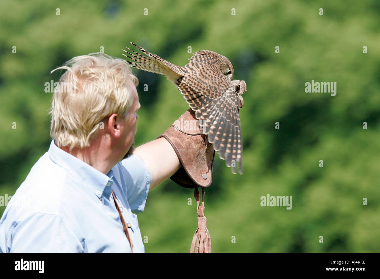 Colin Urwin da Dunluce falconeria mostra una sei settimane vecchio Gheppio Falco tinnunculus durante un percorso educativo la falconeria display Foto Stock