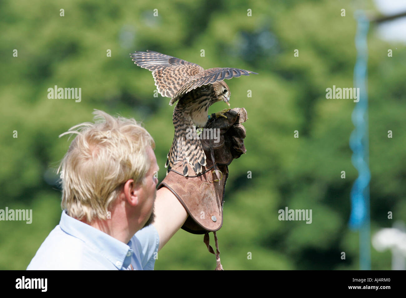 Colin Urwin da Dunluce falconeria mostra una sei settimane vecchio Gheppio Falco tinnunculus durante un percorso educativo la falconeria display Foto Stock