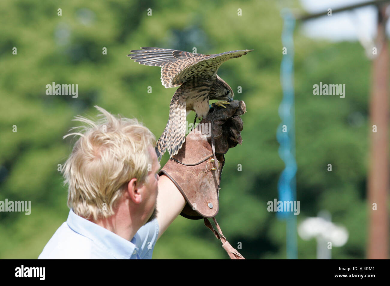 Colin Urwin da Dunluce falconeria mostra una sei settimane vecchio Gheppio Falco tinnunculus durante un percorso educativo la falconeria display Foto Stock