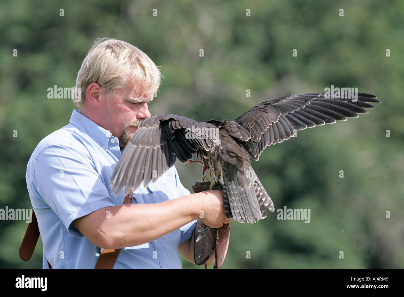 Colin Urwin da Dunluce falconeria trattiene e alimenta un Lanner Falcon Falco biarmicus durante un percorso educativo la falconeria display Foto Stock
