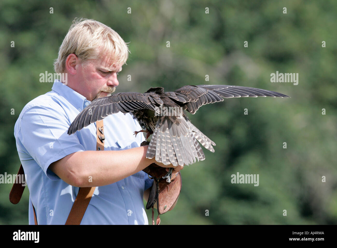 Colin Urwin da Dunluce falconeria trattiene e alimenta un Lanner Falcon Falco biarmicus durante un percorso educativo la falconeria display Foto Stock