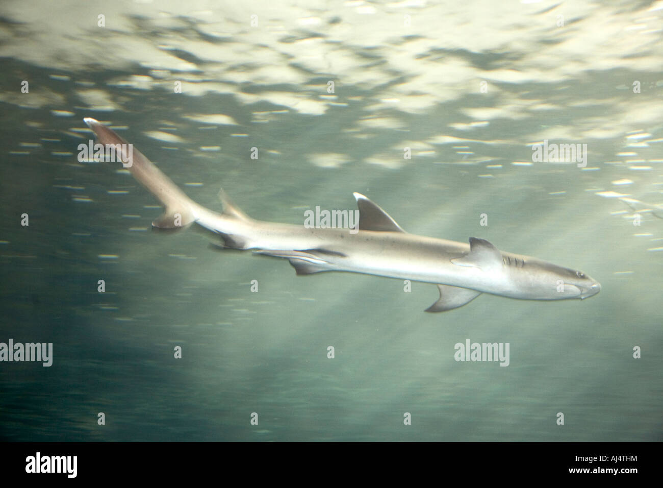 Pesce squalo visto attraverso la visione subacquea tunnel in Aquarium di Sydney Darling Harbour New South Wales NSW Australia Foto Stock