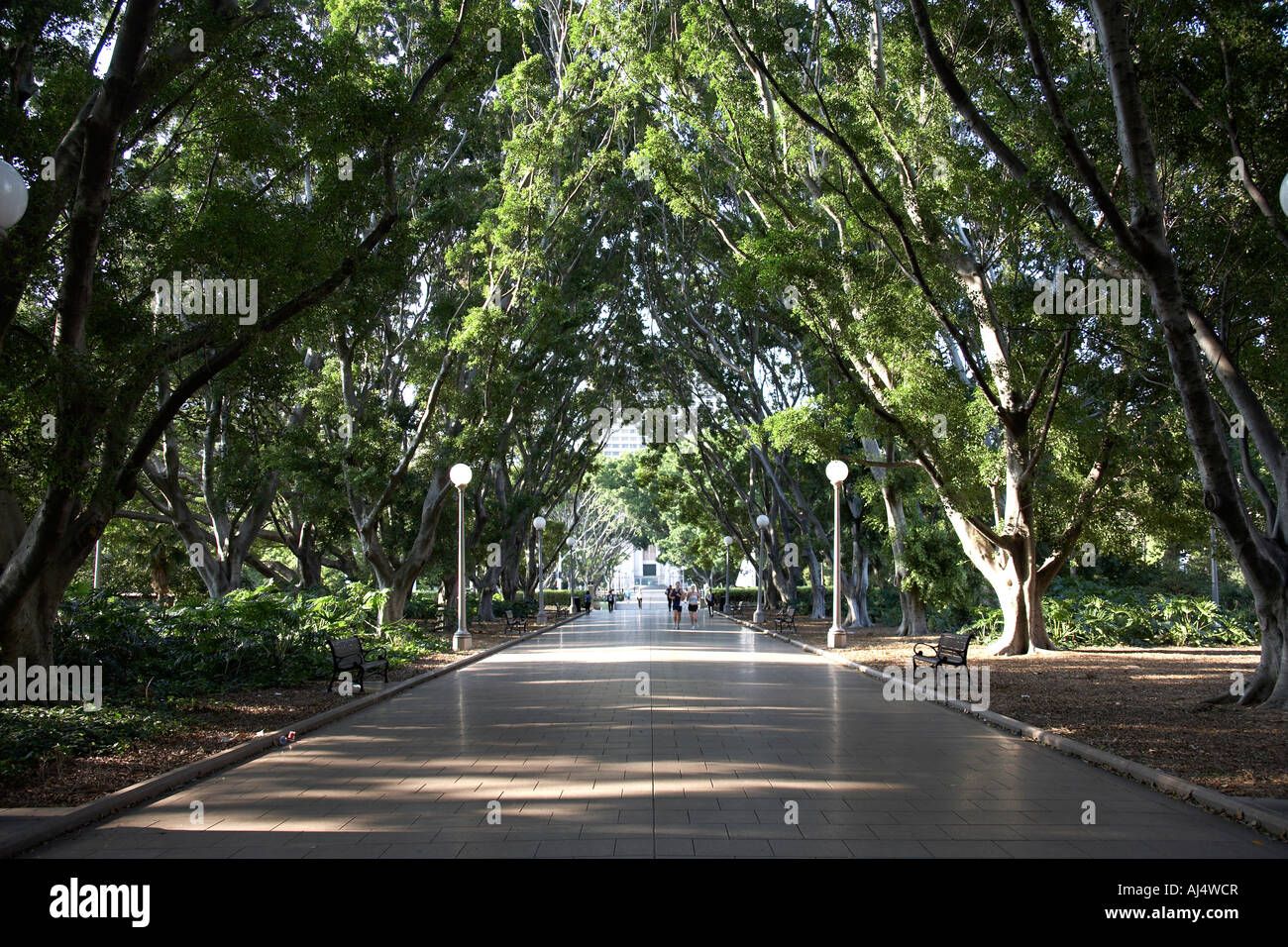 Viale pavimentato passerella con percorso di jogging mattutino in Hyde Park Sydney New South Wales NSW Australia Foto Stock