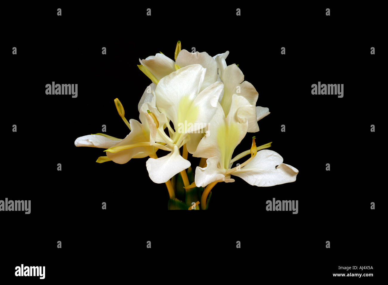 Rizoma Di Hedychium Coronarium (Giglio Zenzero Bianco) - Pianta Farfalla Himalayana