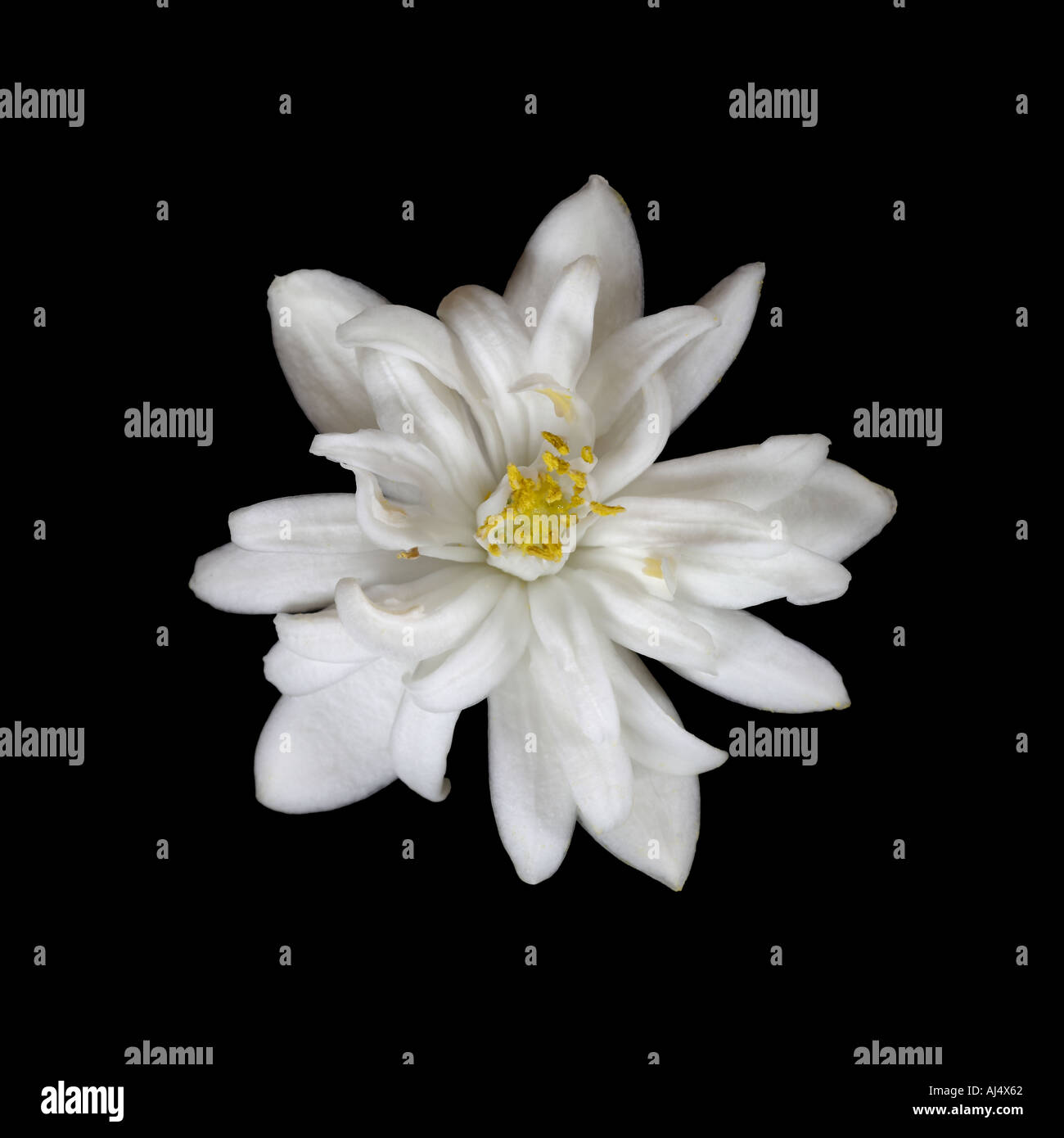 Citrus aurantium Bouquetier de Nice a fleur double amaro fiore di arancia fonte di neroli olio sfondo nero Foto Stock