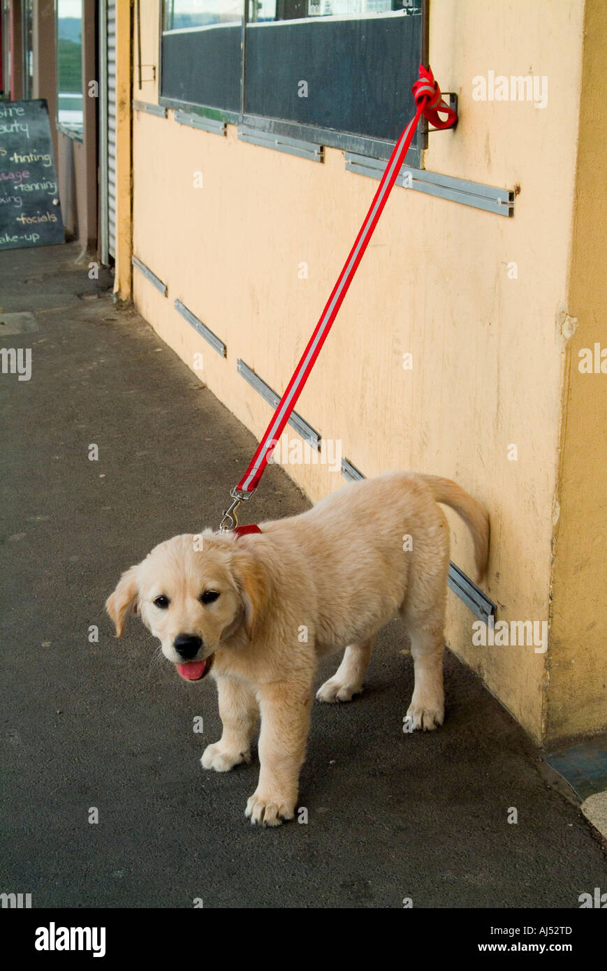 Un golden retriever cucciolo legata al guinzaglio Foto Stock