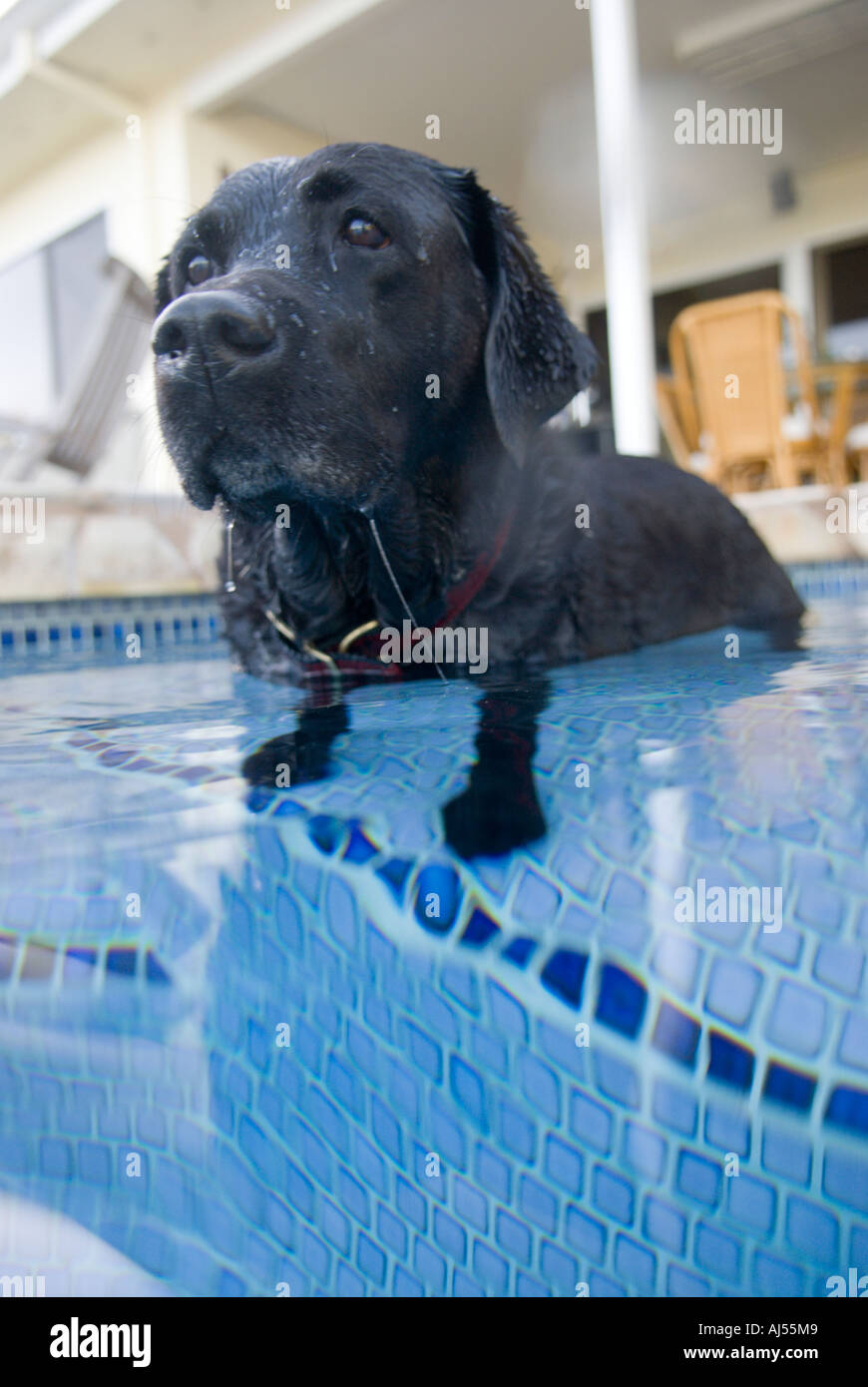 Il Labrador nero cane in piscina, Oahu, Hawaii Foto Stock