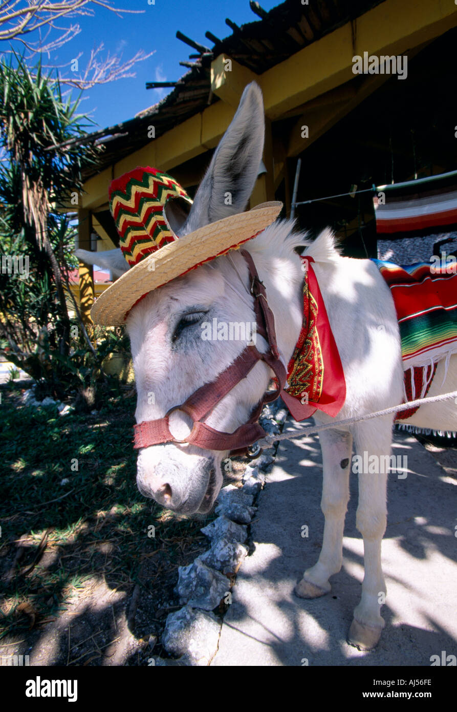 Messico Cozumel Burro in abito tradizionale Foto Stock