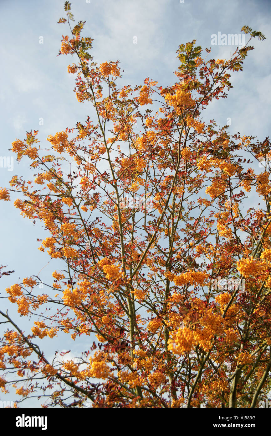 Rowan tree a bacca di colore giallo Sorbus Joseph Rock Foto Stock