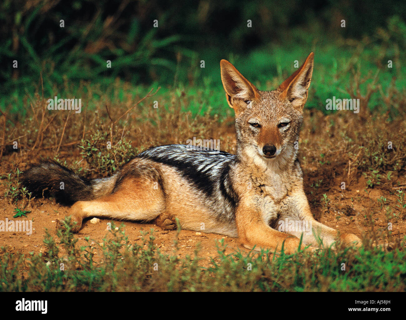 Nero o Argento backed Jackal relax nel Parco Nazionale di Addo Eastern Cape Sud Africa Foto Stock