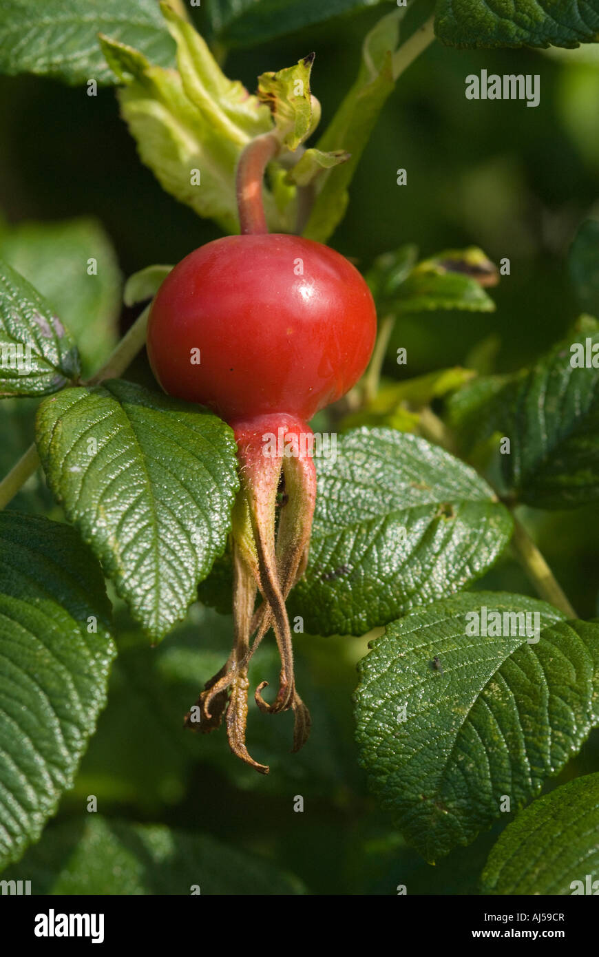 Rosa canina Rosa rugosa Foto Stock