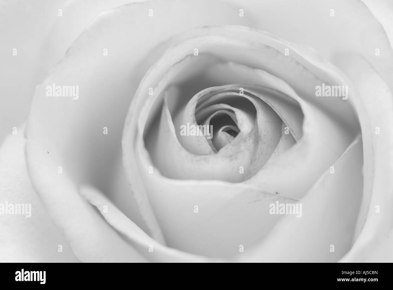 Rosa bianca. Foto Stock