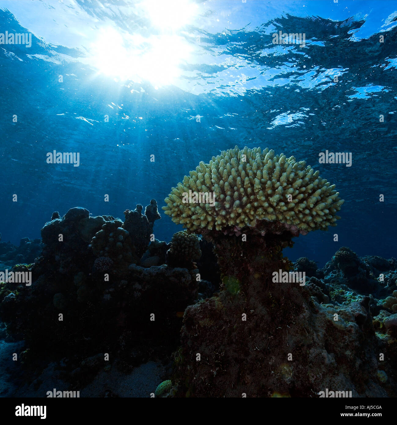 Coral Acropora sp Ailuk atollo delle Isole Marshall del Pacifico Foto Stock