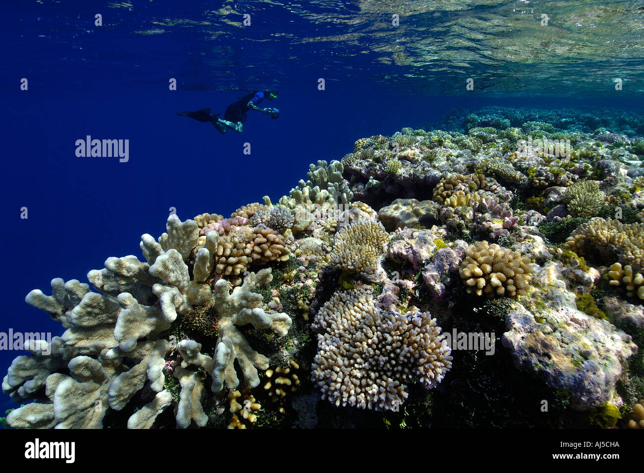 Apneista esplora una immacolata barriera corallina principalmente Acropora spp Ailuk atollo delle Isole Marshall del Pacifico Foto Stock