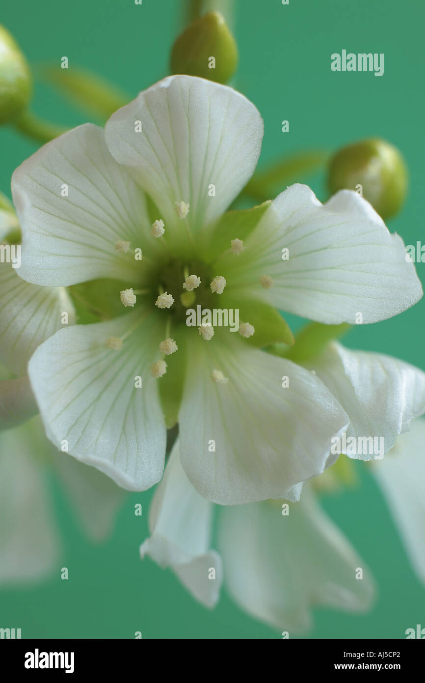 Fiore di Acchiappamosche al Dionea Muscipula Foto Stock