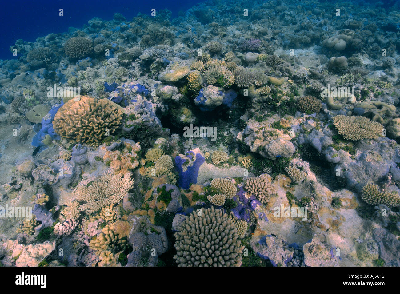 Pristine Coral reef principalmente Acropora spp Ailuk atollo delle Isole Marshall del Pacifico Foto Stock