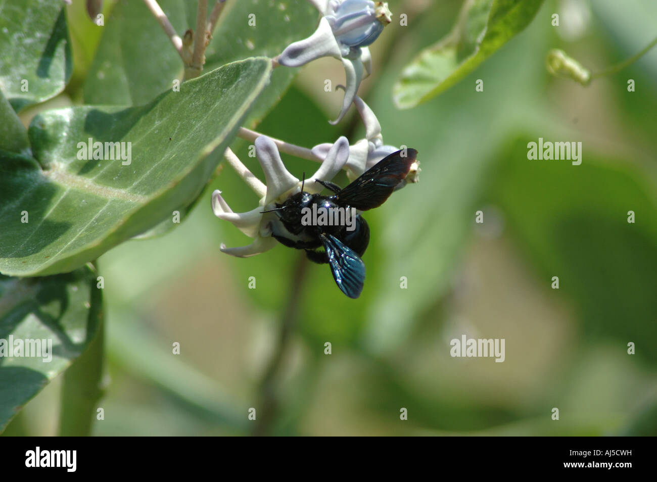 inserti in Foto Stock