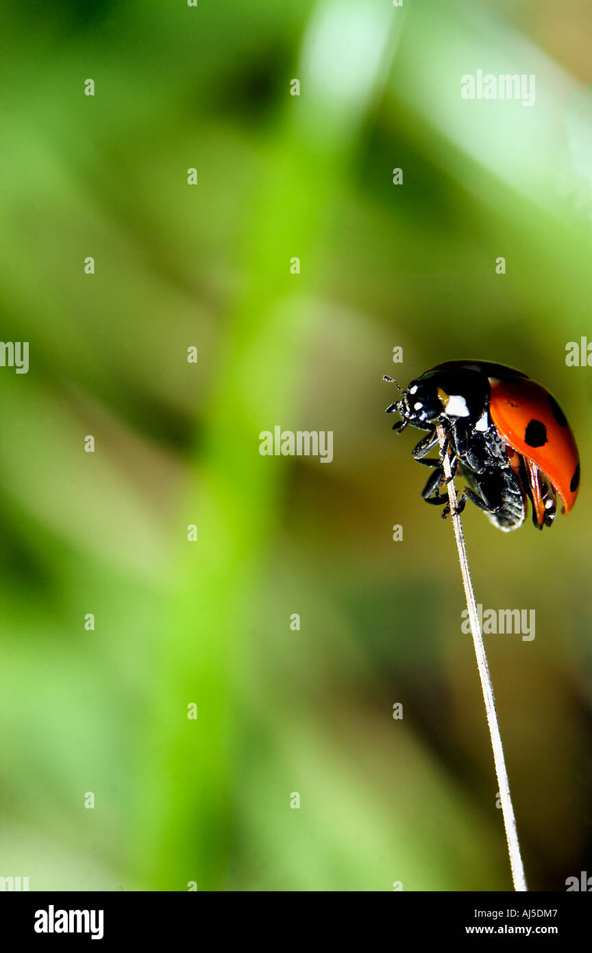 Sette punti di Coccinelle. Foto Stock
