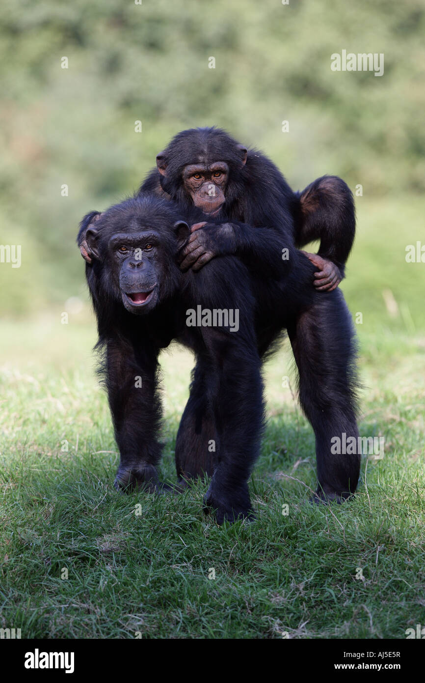 Scimpanzé femmina con baby - Pan troglodytes Foto Stock