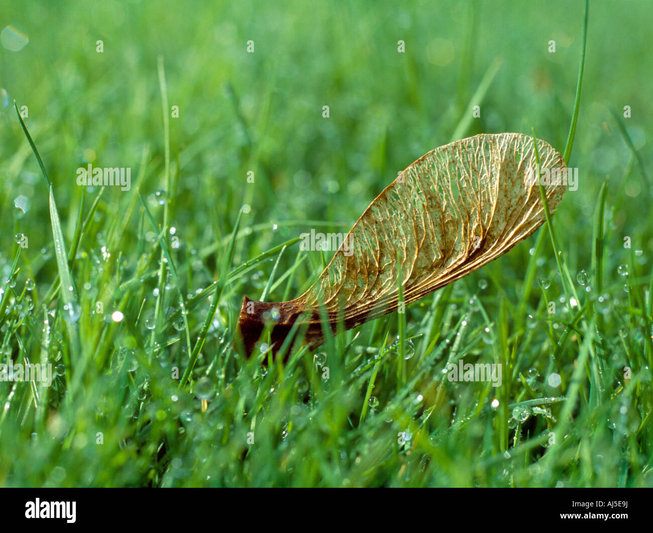 Sycamore seme in erba bagnata. Foto Stock