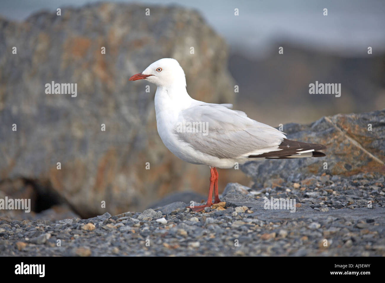 Seagull in piedi sulle rocce a Coffs Harbour nel New South Wales NSW Australia un Foto Stock