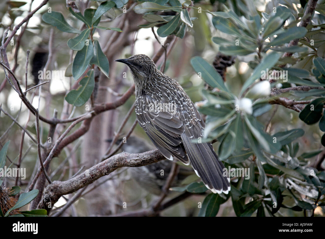 Uccello sul ramo di albero in legno su Cape Byron vicino a Byron Bay e New South Wales NSW Australia Foto Stock