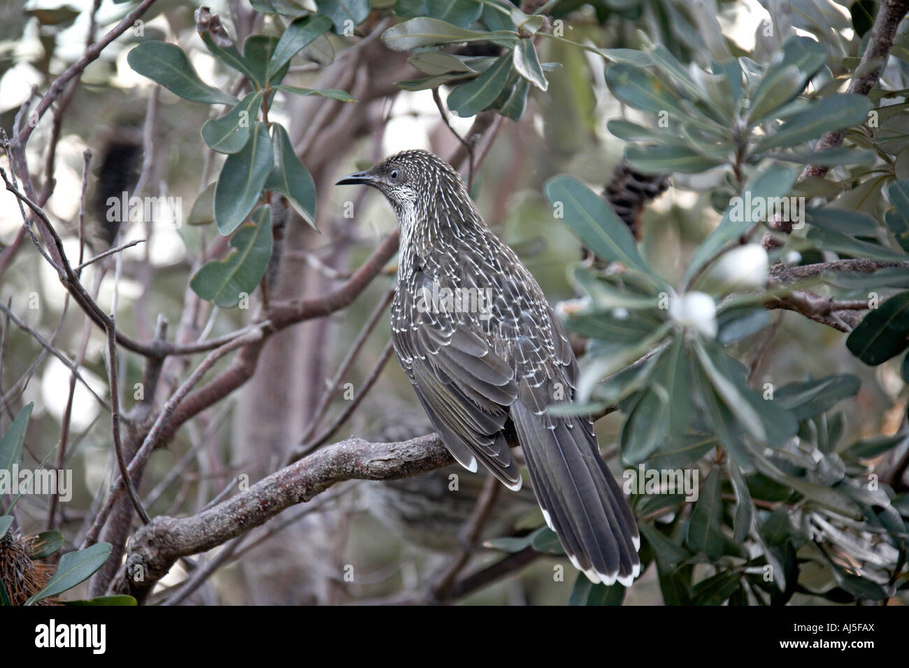 Uccello sul ramo di albero in legno su Cape Byron vicino a Byron Bay e New South Wales NSW Australia Foto Stock