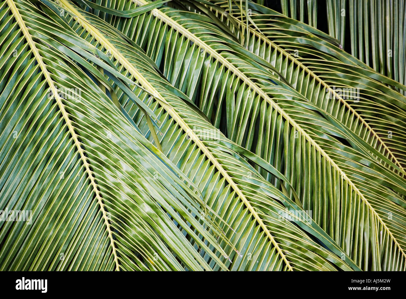 Il Cocos nucifera. Albero di cocco lascia pattern Foto Stock